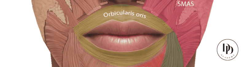 Orbicularis oris anatomy for Botox lip flip injection training