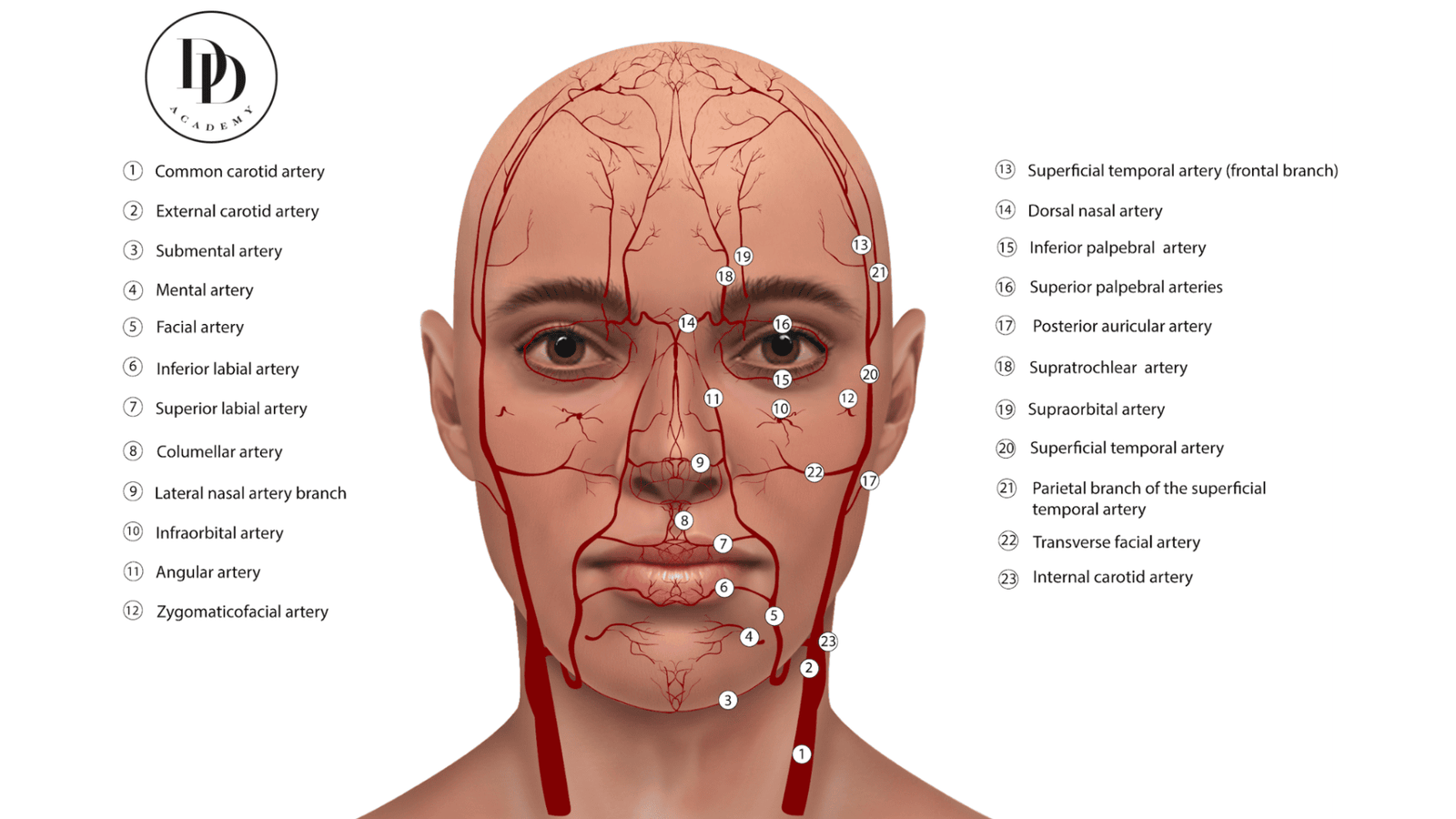 vascular anatomy lips nasolabial folds glabella dermal filler risk areas