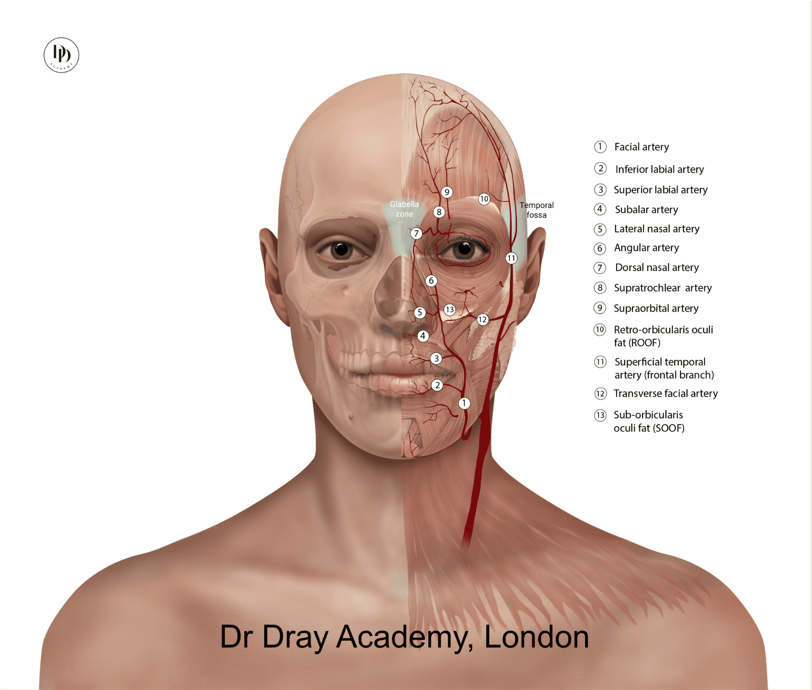 nasolabial lines filler facial anatomy midface ageing diagram