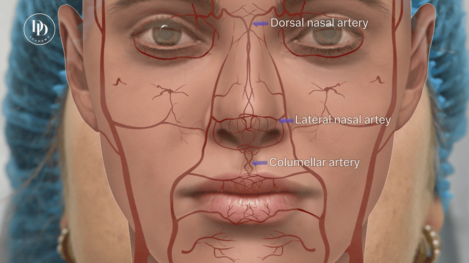 internal nasal cavity anatomy relevant to filler safety